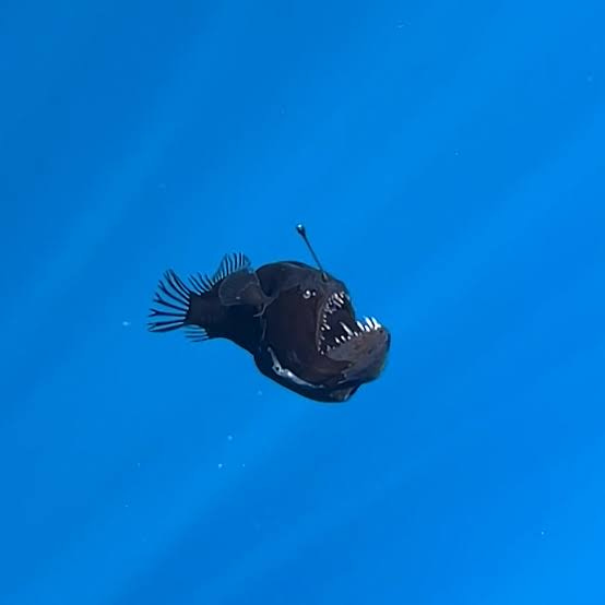 A Deep-Sea Fish of Nightmares Strays Into Shallow Waters - The New York  Times