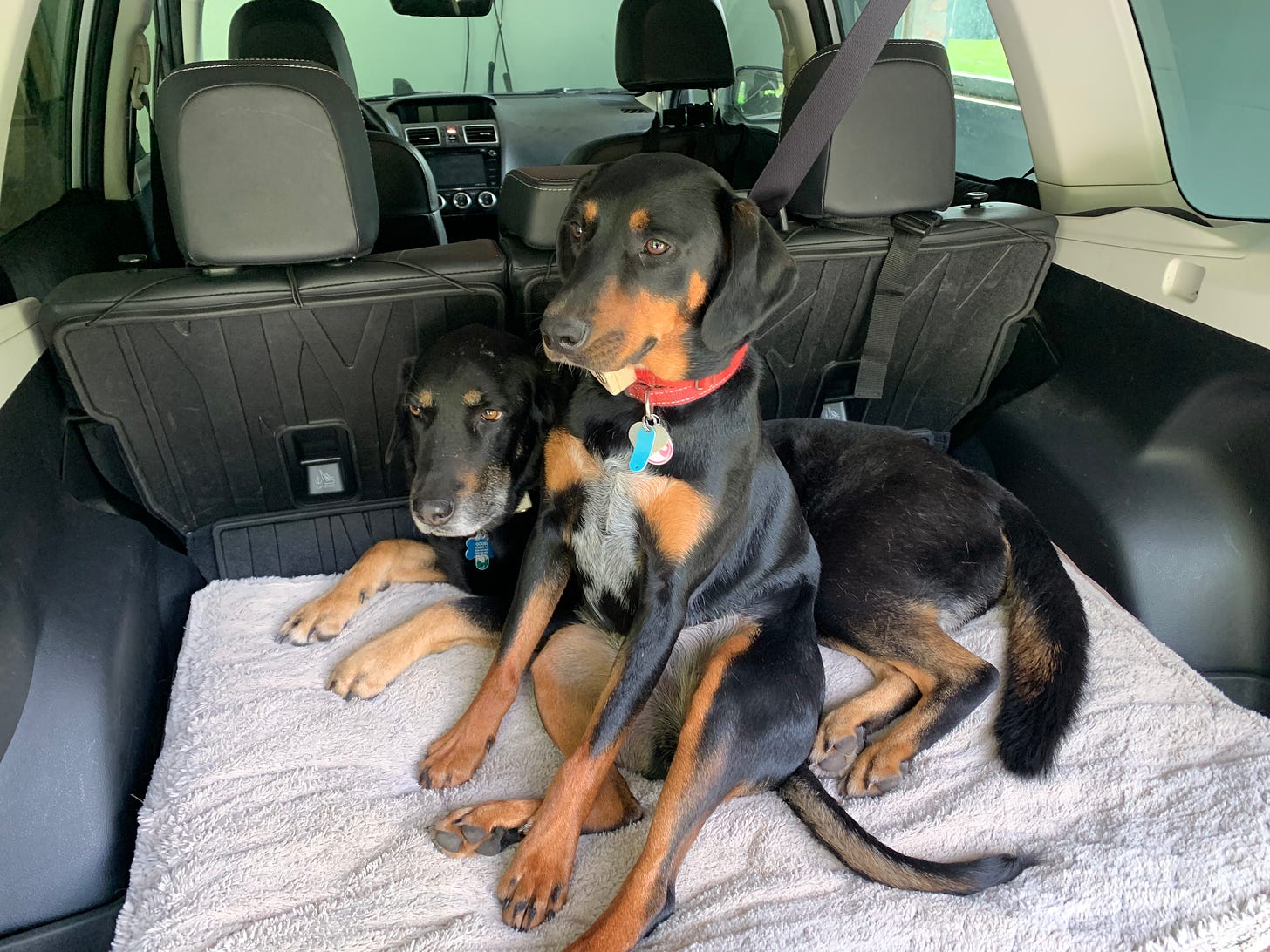 Buddha (back) and Ruby (front) loaded in the car waiting patiently for the adventure to begin
