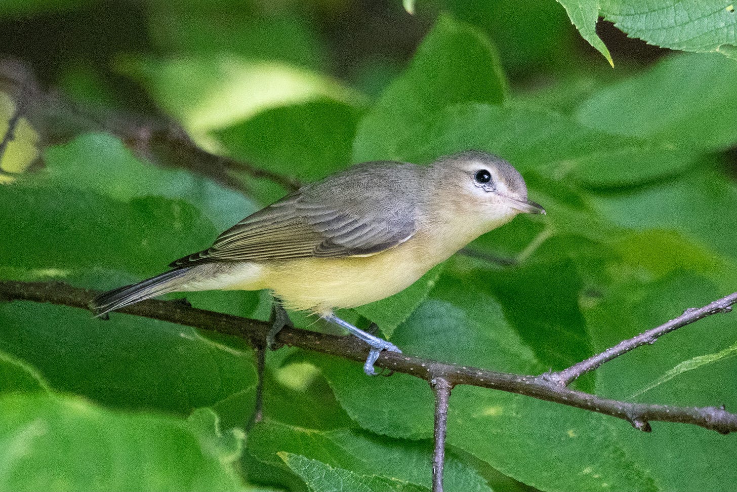 A small, very demure bird with a light gray eyestripe, yellowish flanks, and a gray back peers upward curiously