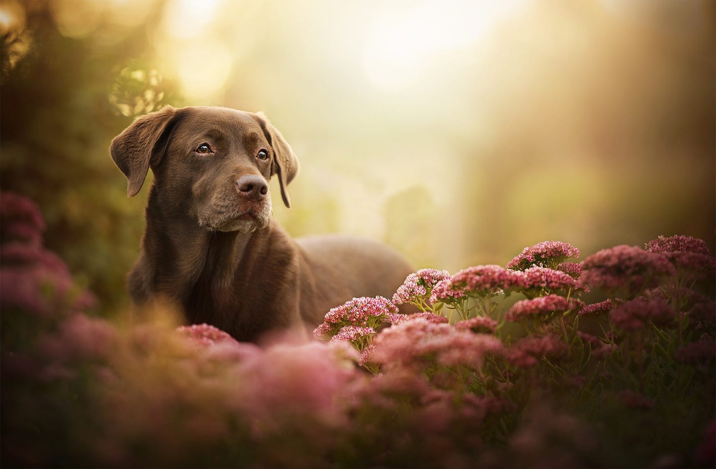 Labrador Retriever Dog Wallpaper, HD Animals 4K Wallpapers, Images, Photos and Background ...