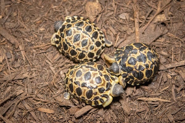 Three hatchlings of radiated tortoises huddle on mulch at the Houston Zoo. Bright yellow lines surround the black spots on their shells that are typical of their species.