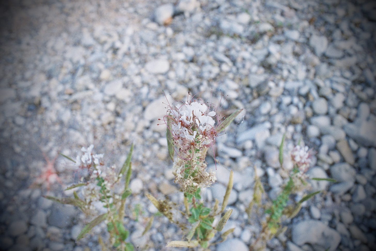 Clammyweed flower on river bank