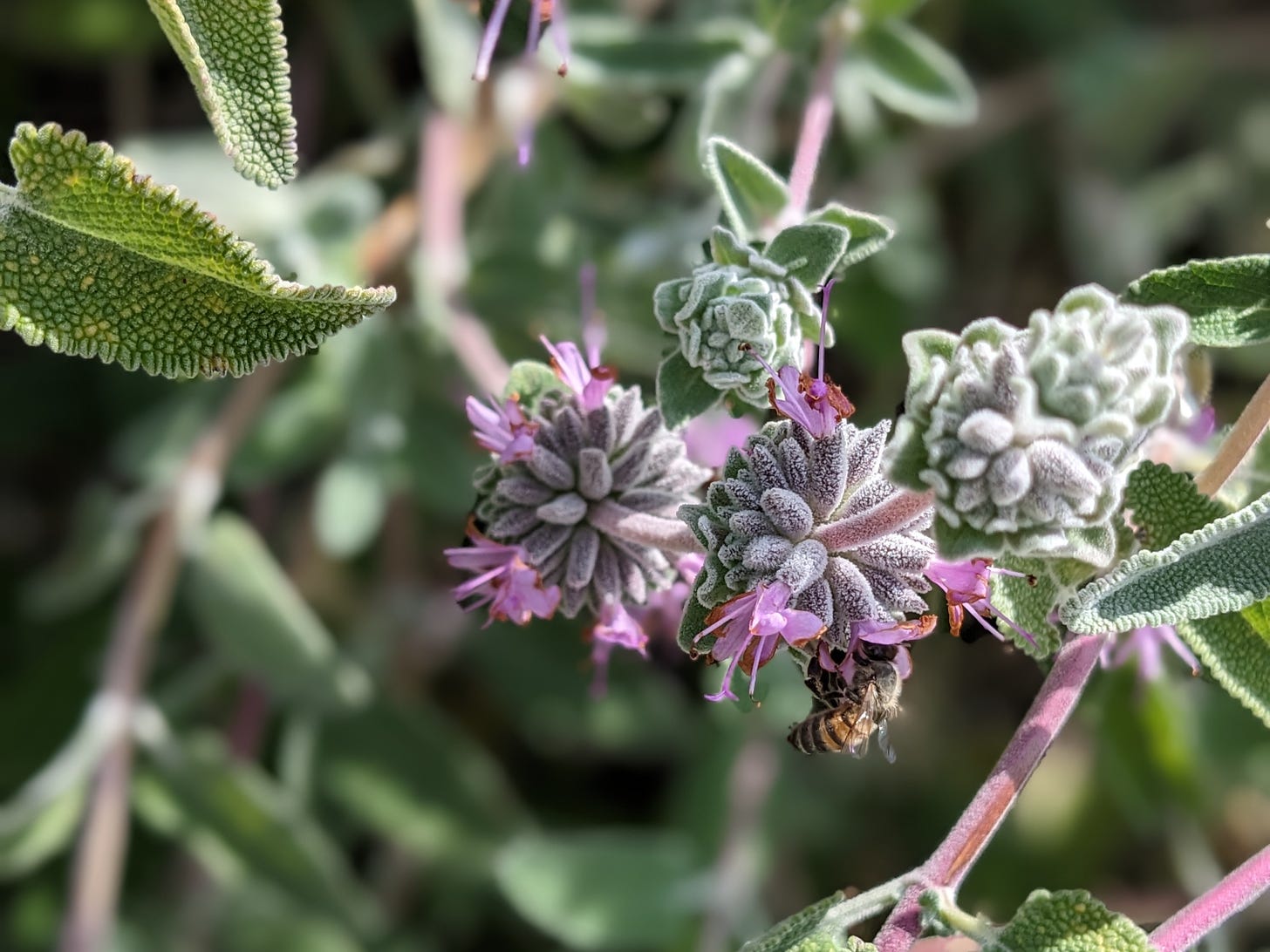 Close-up photograph of a purple sage plant. The plant is silvery-green and fuzzy, with mauve stems. There are clusters of buds and a bee is nuzzling itself into a light purple-pink flower.