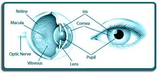 Image result for corneal transplant Image result for corneal transplant