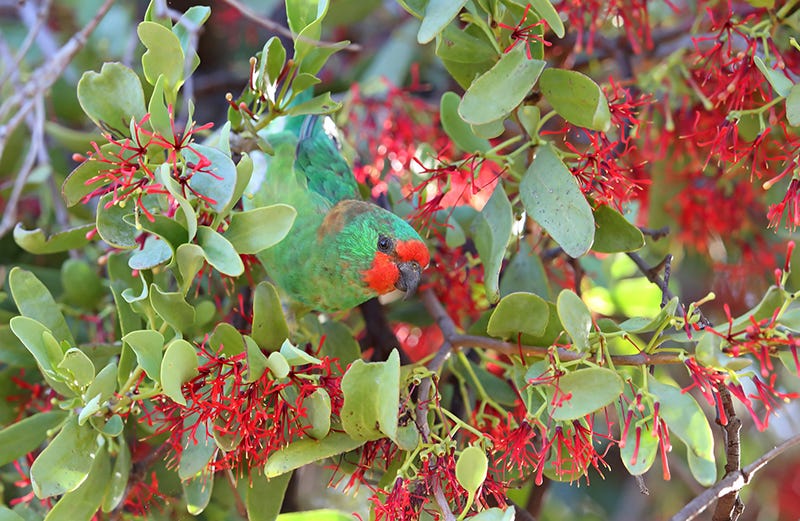 A lorikeet peeking out from red-flowered foliage