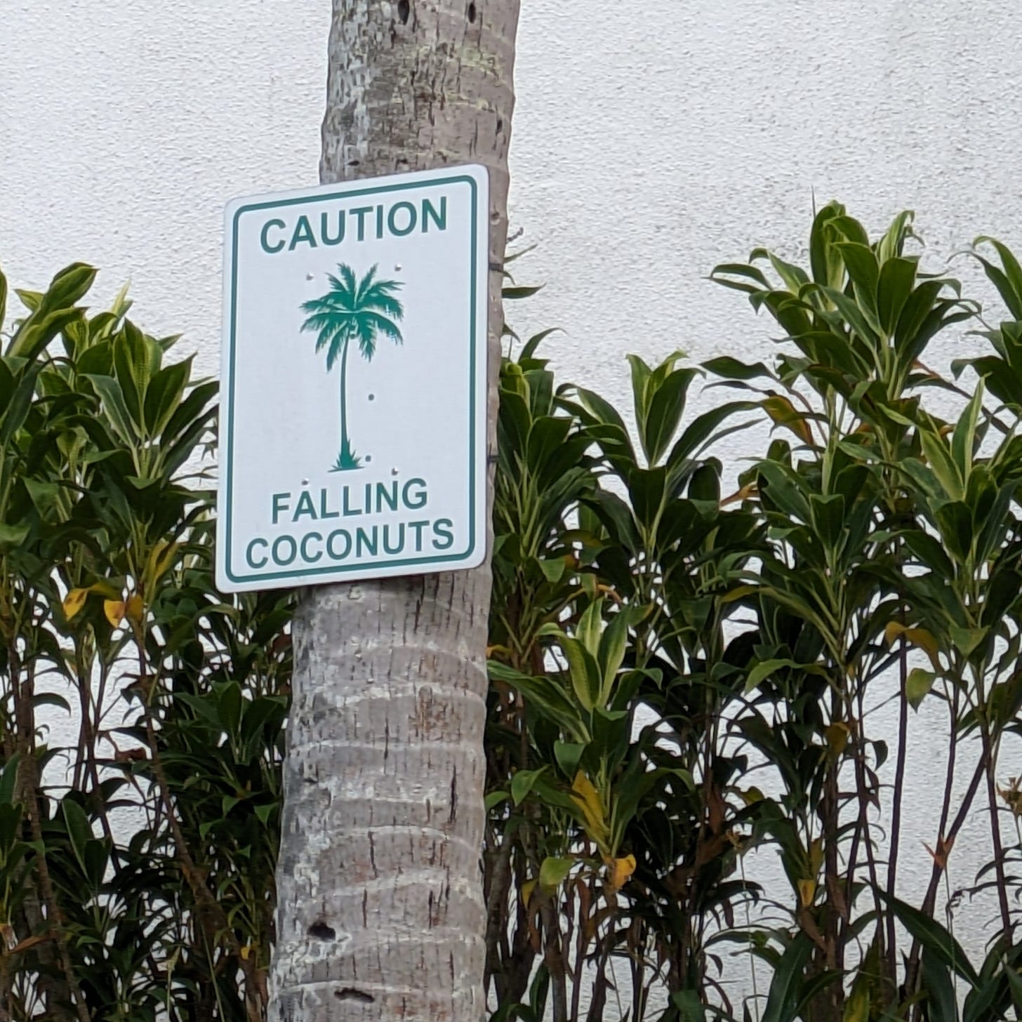 A sign posted on a palm tree that reads: Caution falling coconuts