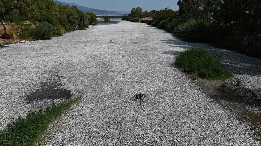 A river that is almost entirely covered in a blanket of dead silvery-colored fish. In the distance is a bridge, August 28, 2024