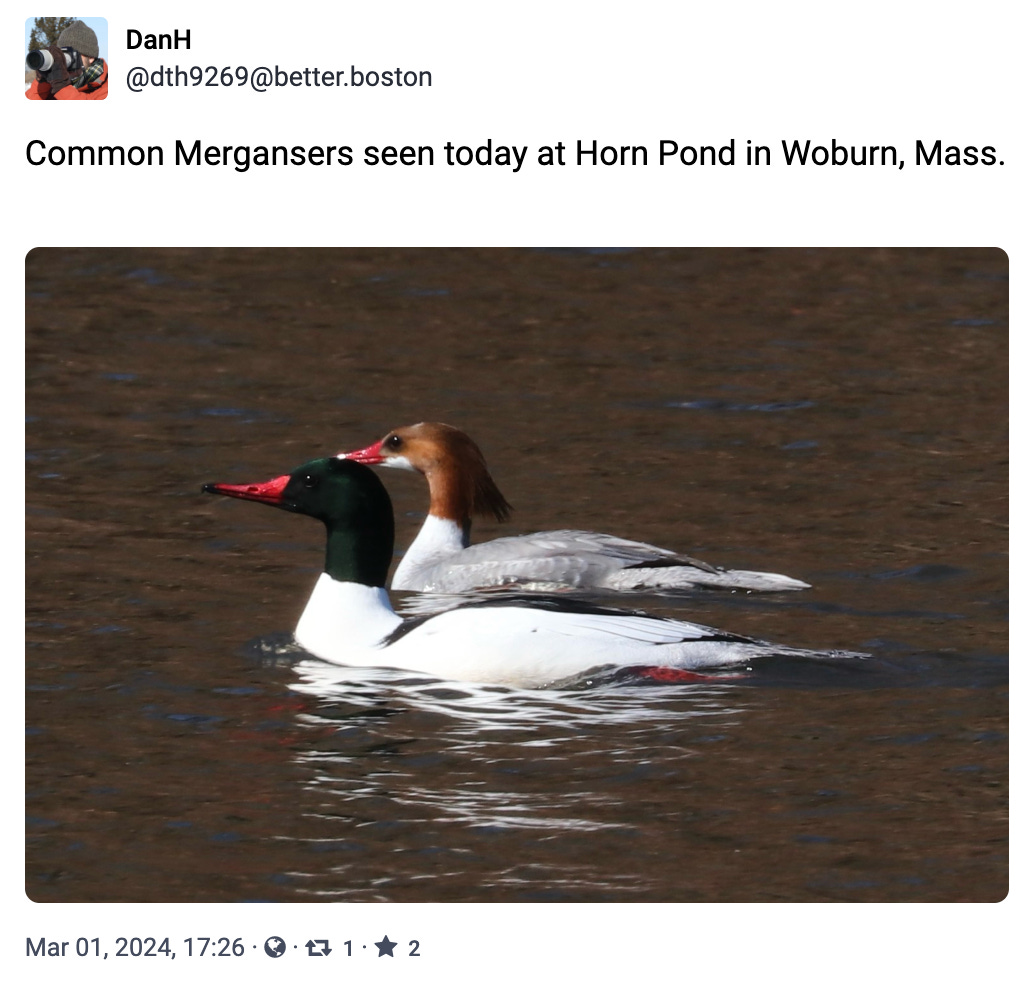 Common Mergansers seen today at Horn Pond in Woburn, Mass.