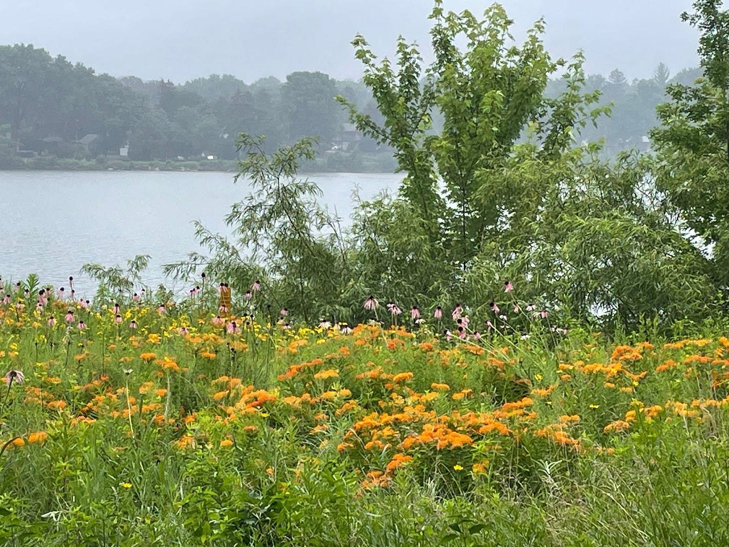 Native flowers border a lakeshore on a misty day, with trees visible on the opposite shore