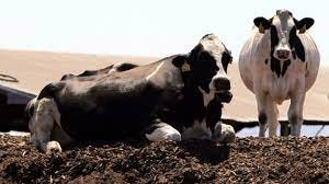 Huge pile of manure dumped outside Democratic Party office in Ohio | Mashable Huge pile of manure dumped outside Democratic Party office in Ohio | Mashable