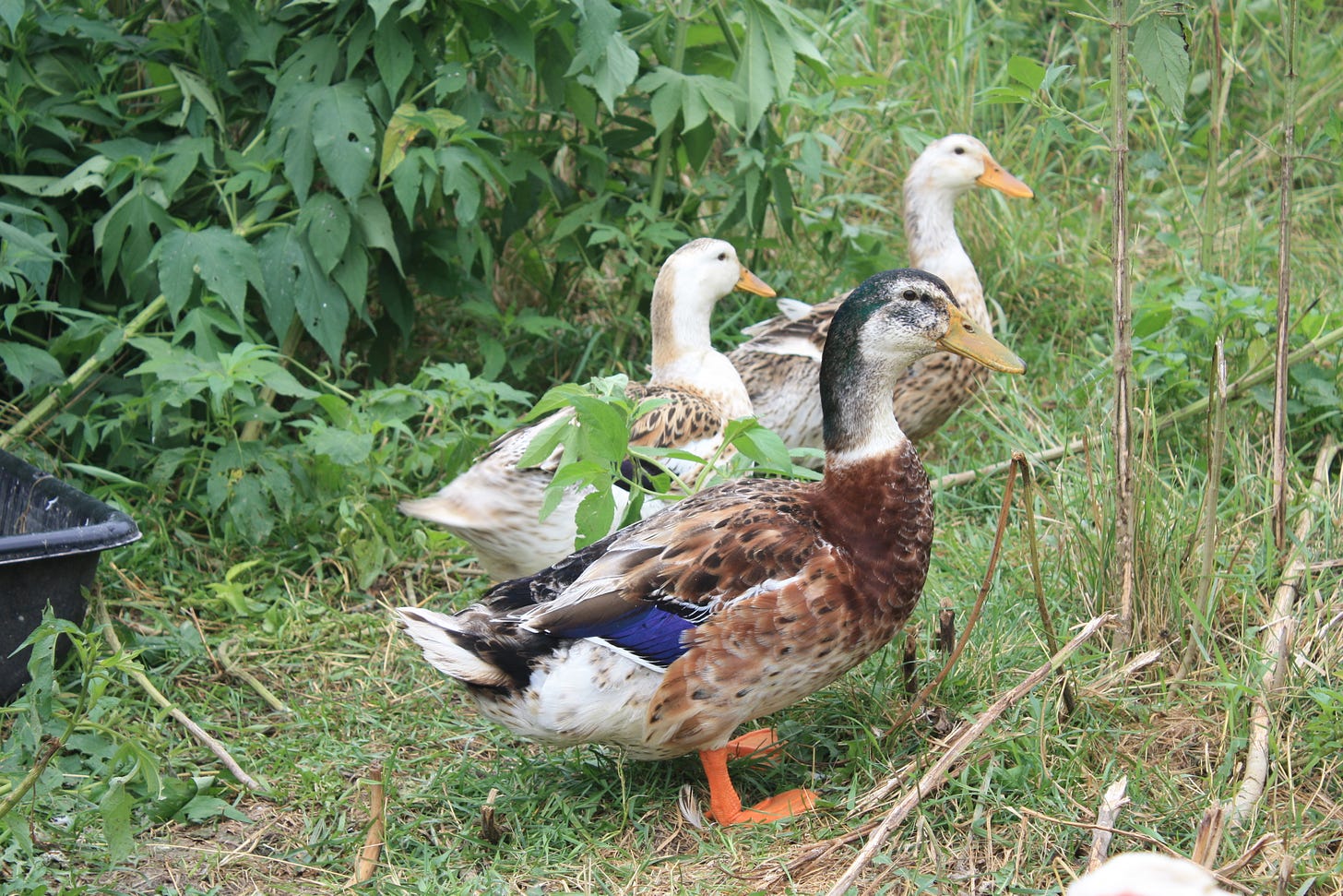 Ducks on the farm