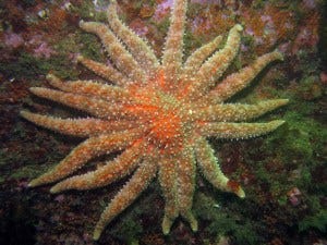 Sunflower sea stars are one of the only predators of purple urchin. Photo courtesy of NOAA.