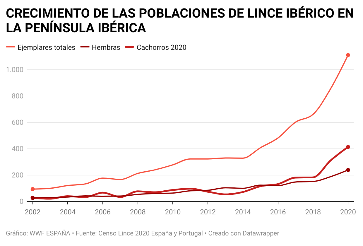 Gráfico para ilustrar el crecimiento de la población del lince ibérico en España