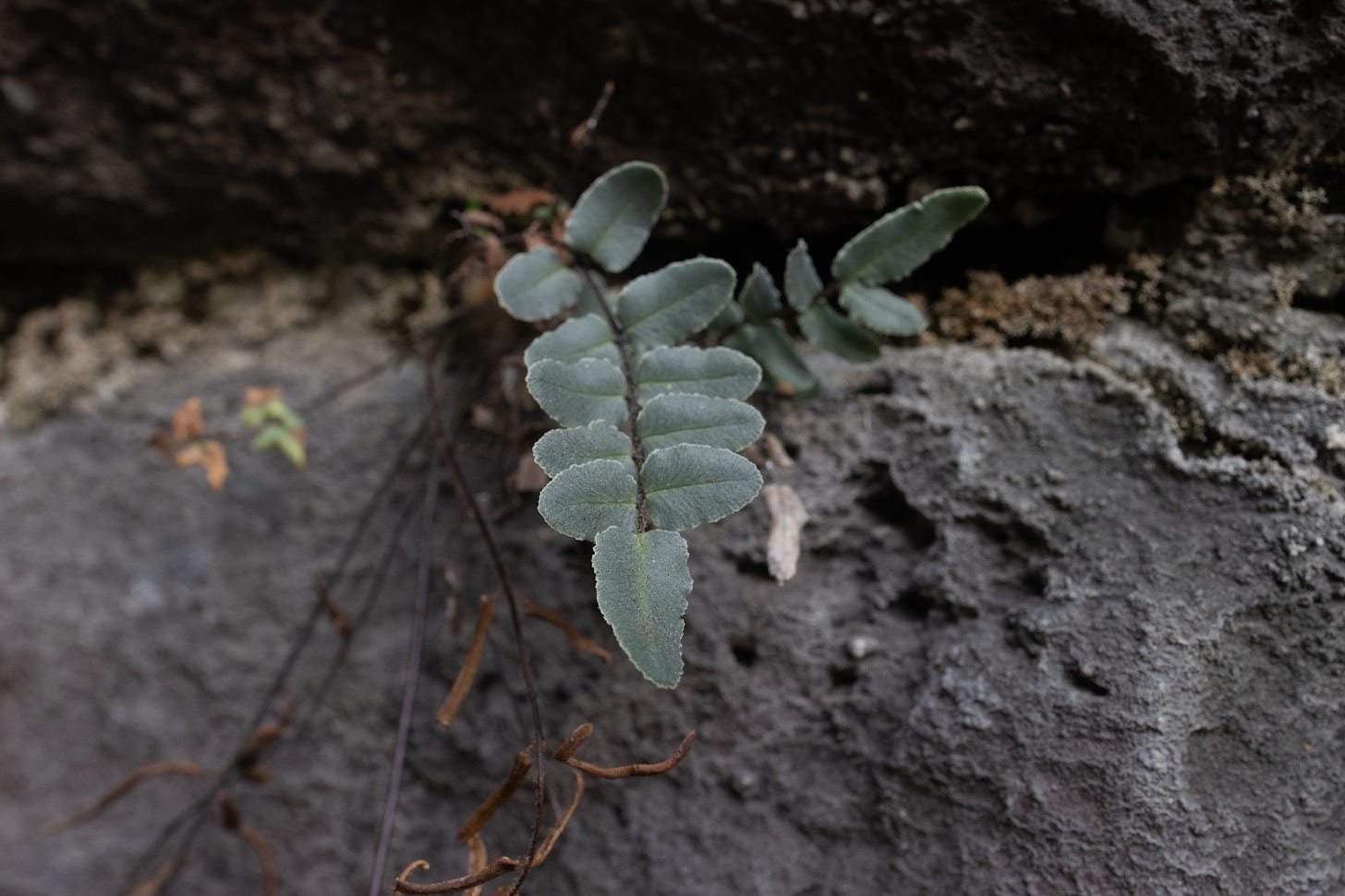 a tiny little green plan with nubby green leaves growing from a crack in some rocks on a wall