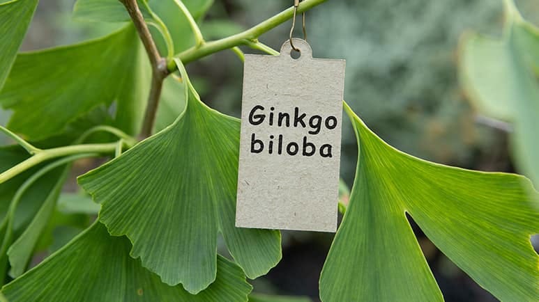 boost your brain power with ginkgo biloba