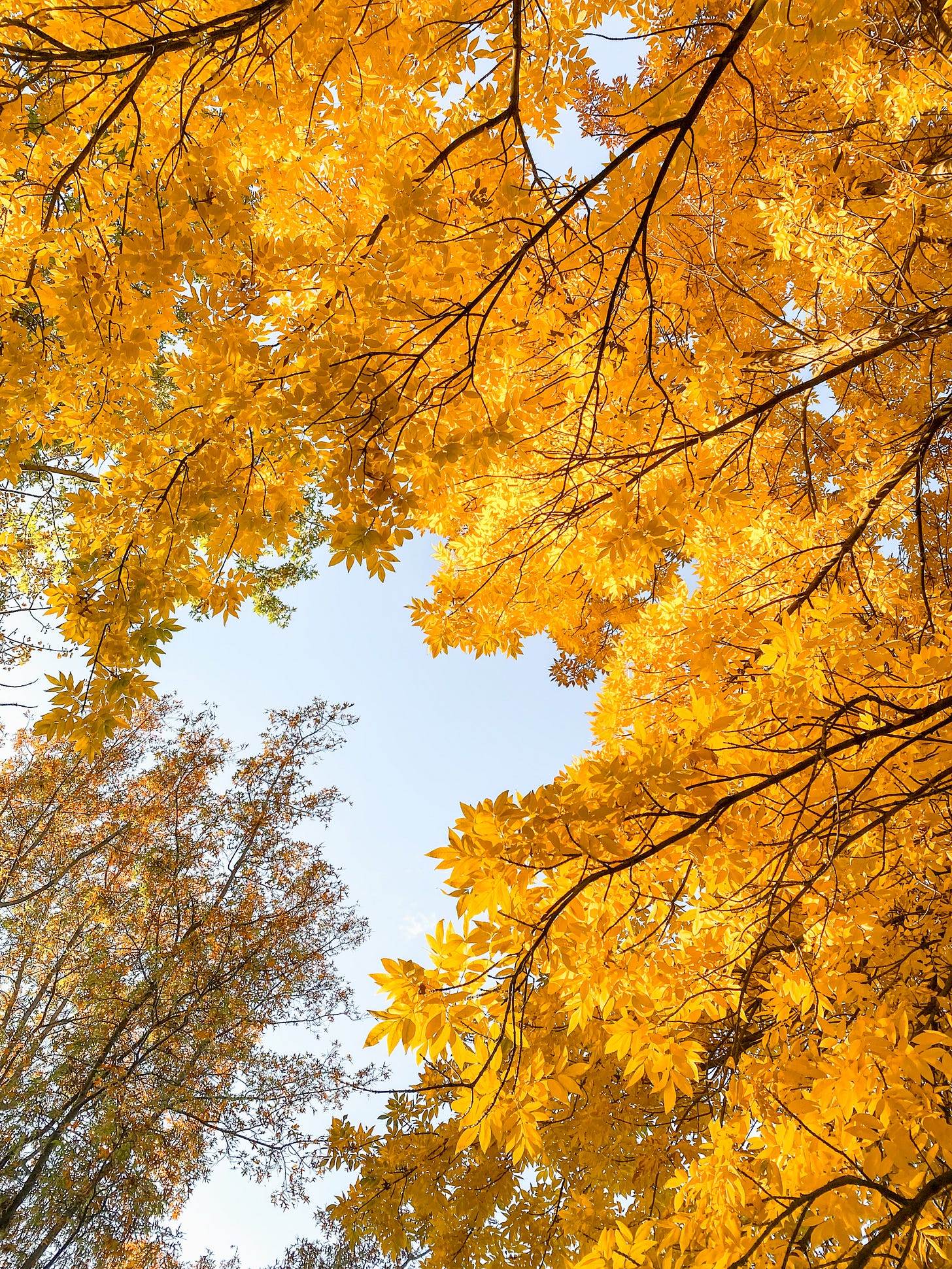 to the Pivot by Brynn Snell