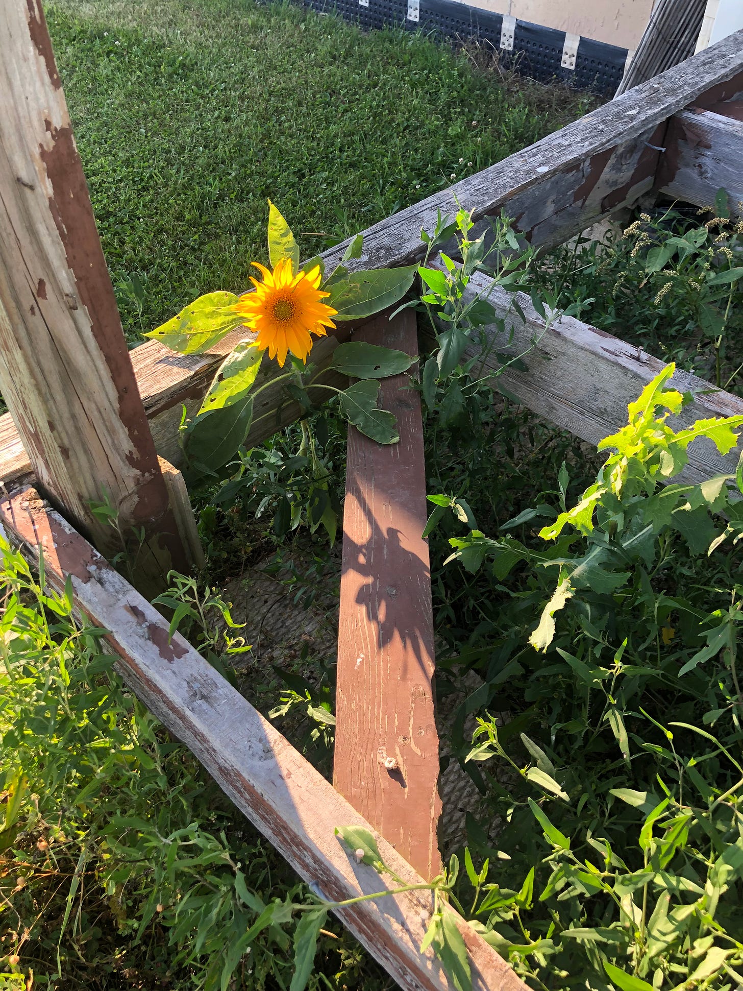 A bright yellow sunflower pokes up in the middle of a rickety old wooden structure, surrounded by leafy green weeds. 