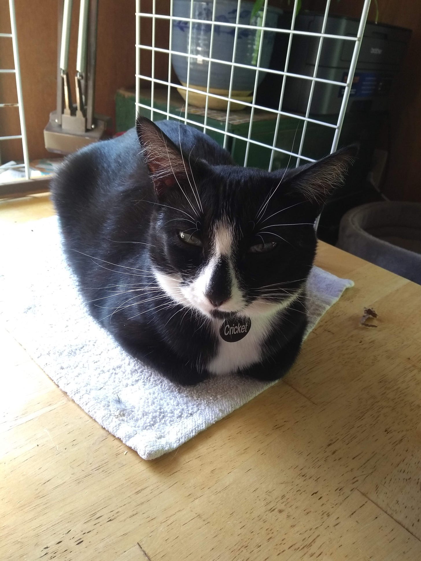 Cricket, my tuxedo cat, loafed on her pad on my craft table.