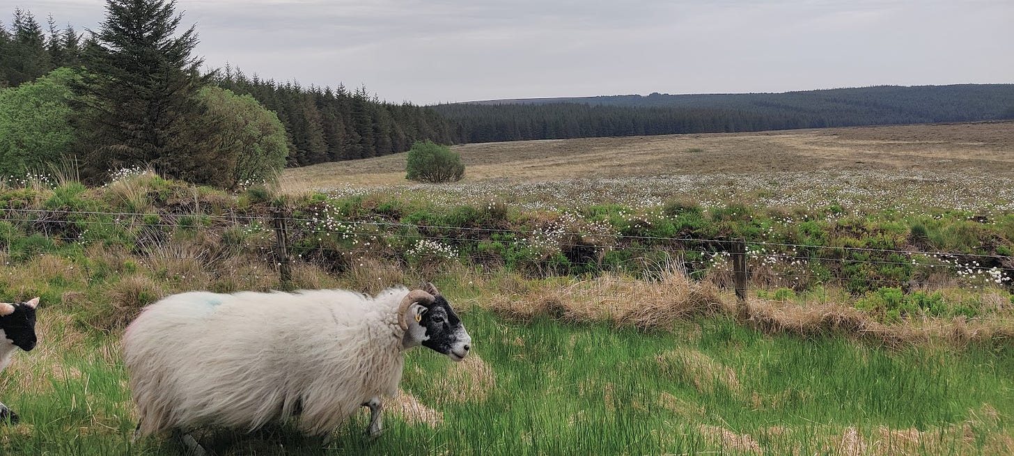 Sheep and bog cotton in summertime in County Antrim