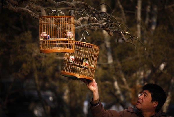 Beijingers walk pet birds to have fun[1]- Chinadaily.com.cn