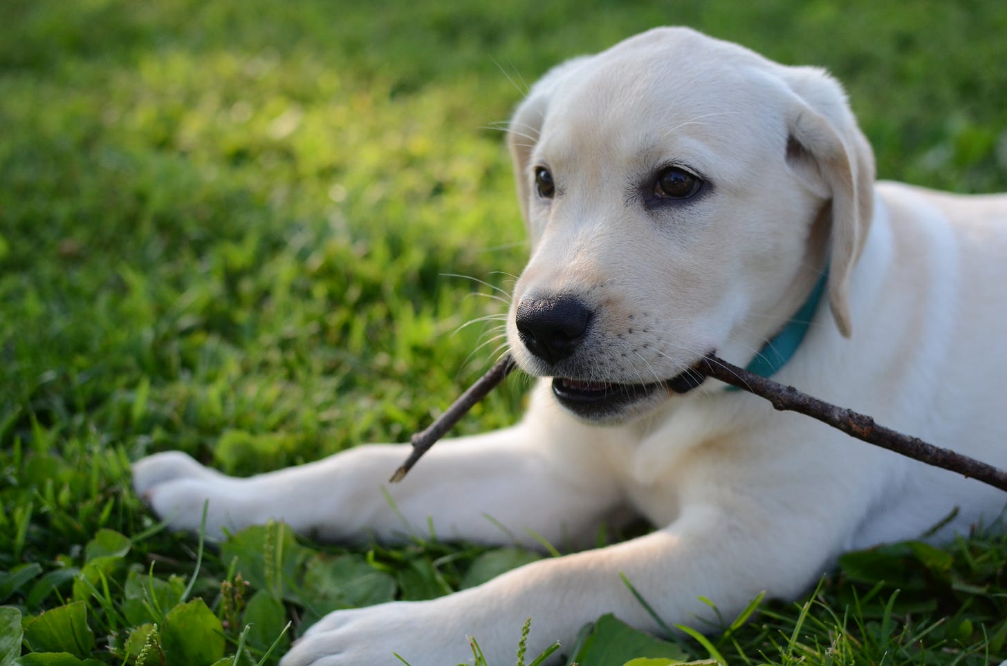 A yellow Labrador retriever puppy holds a stick in her mouth while laying in the grass. 