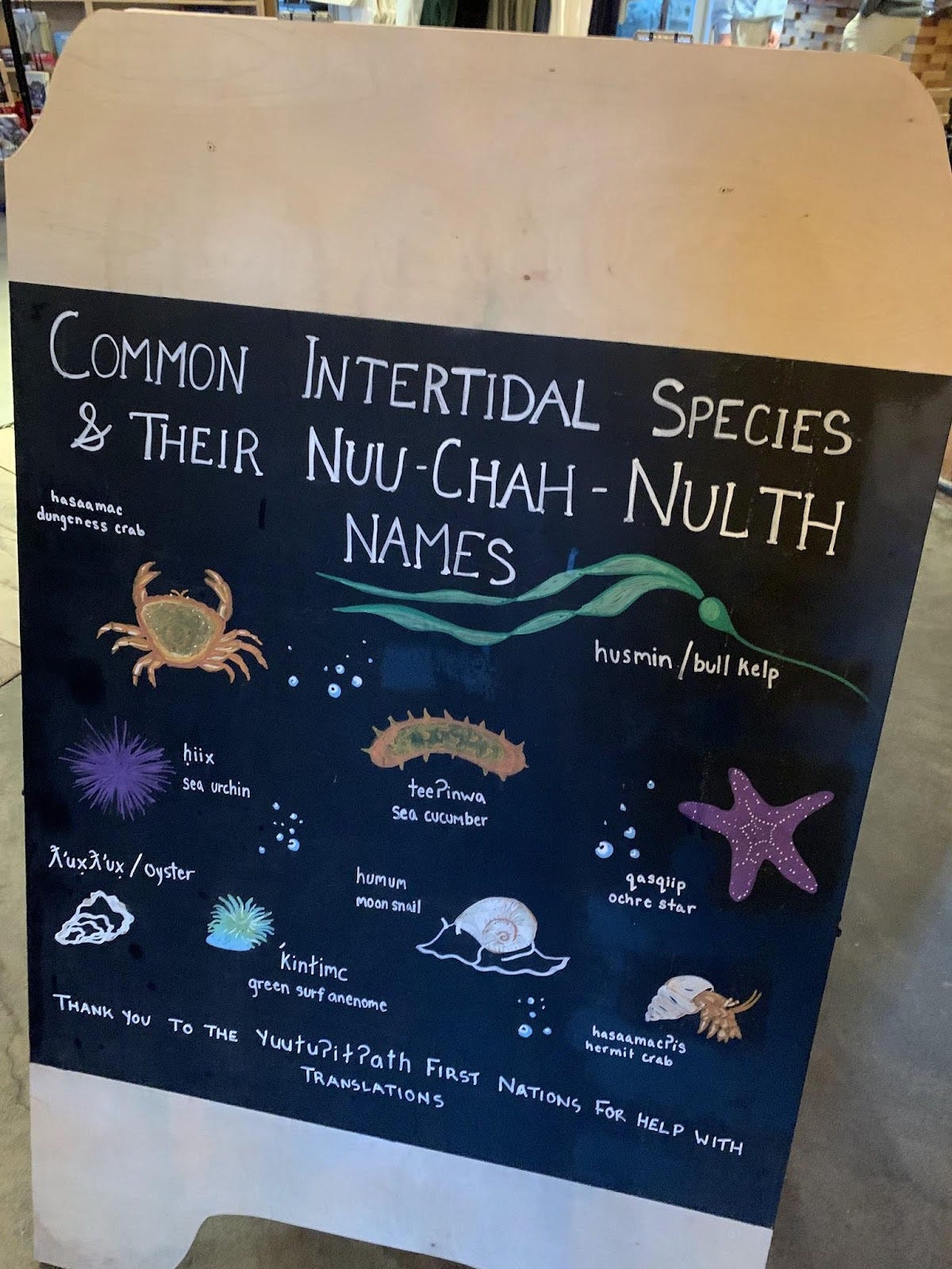 A hand illustrated board at the Ucluelet Aquarium starring nuu-chah-nulth names for intertidal relatives