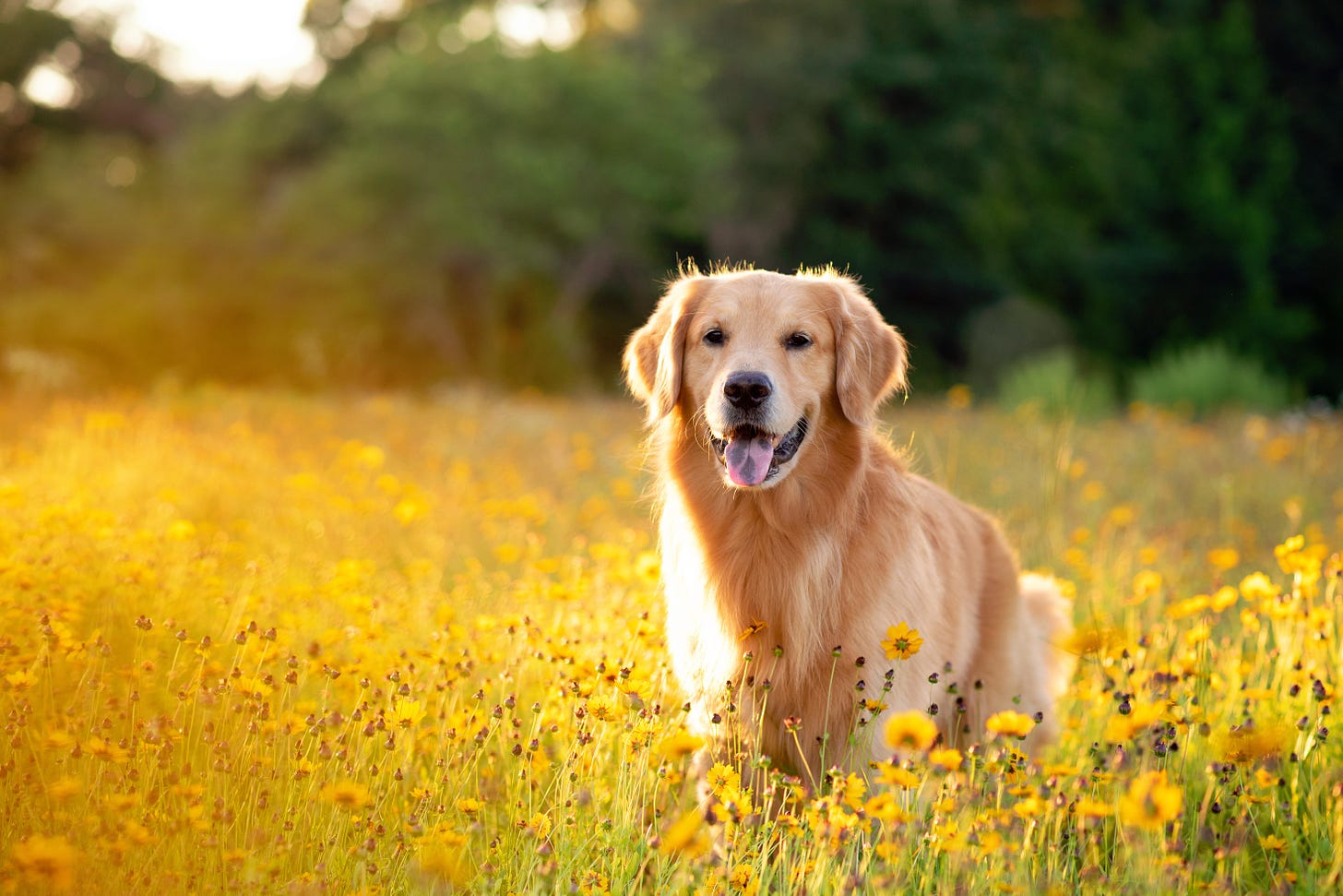 Badly behaved dogs are often the smartest, study suggests