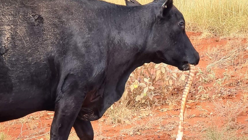 A black cow faces to the right of the photo. There is a striped snake hanging out of its mouth.