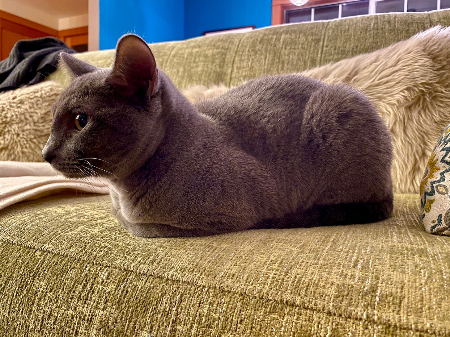 A photo of a dark gray cat sitting on a pale green couch. Her paws are tucked under her body.