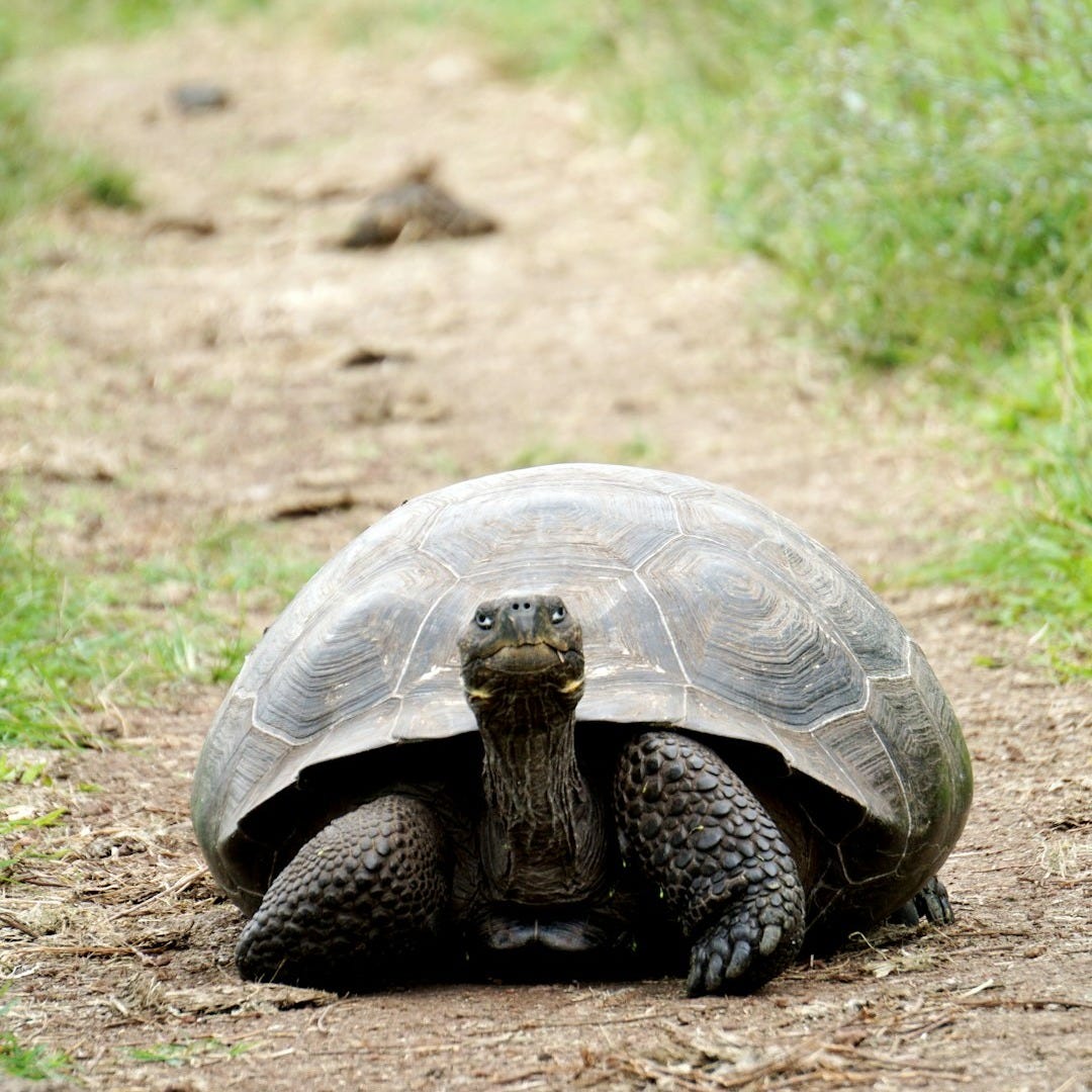 brown turtle between grasses