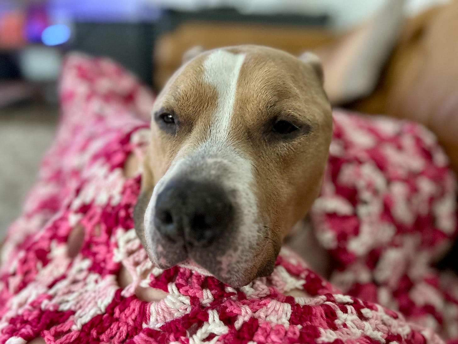 Elvis relaxing on a pink and white blanket on a couch