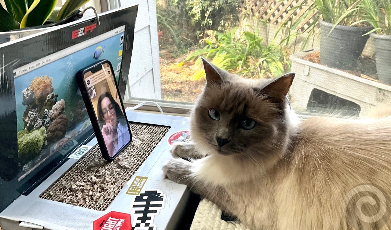 Dax, the cat, sitting at her customized laptop with an iphone parked in front for FaceTime.