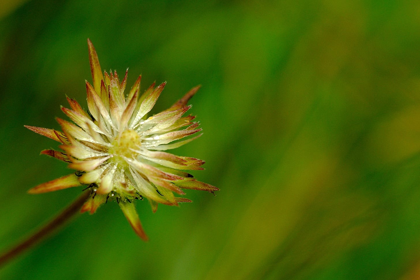 Purple scabious still bloom, though some of their flowers are morphing through green into skeletal stars.  