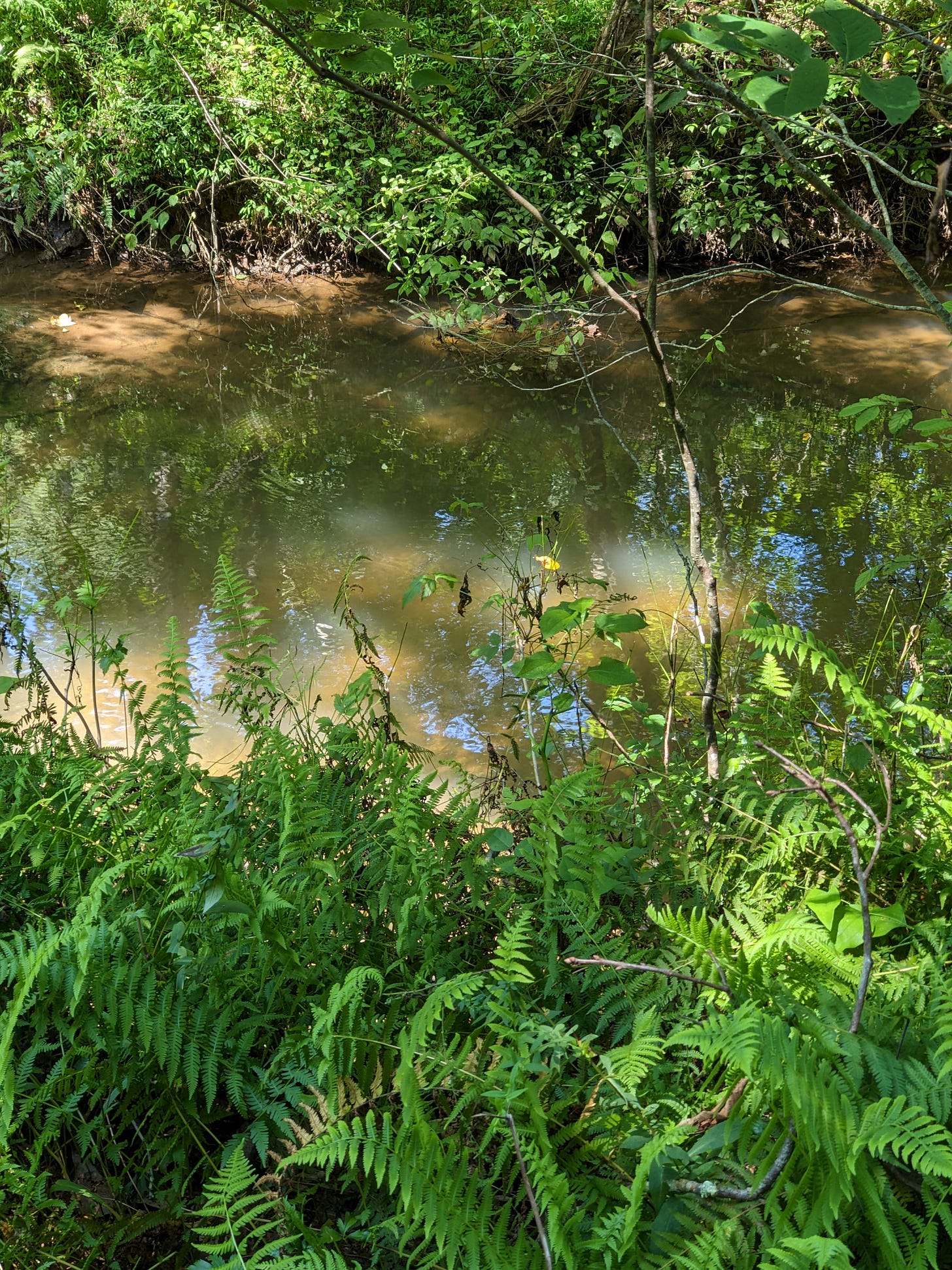 A creek surrounded by green brush.