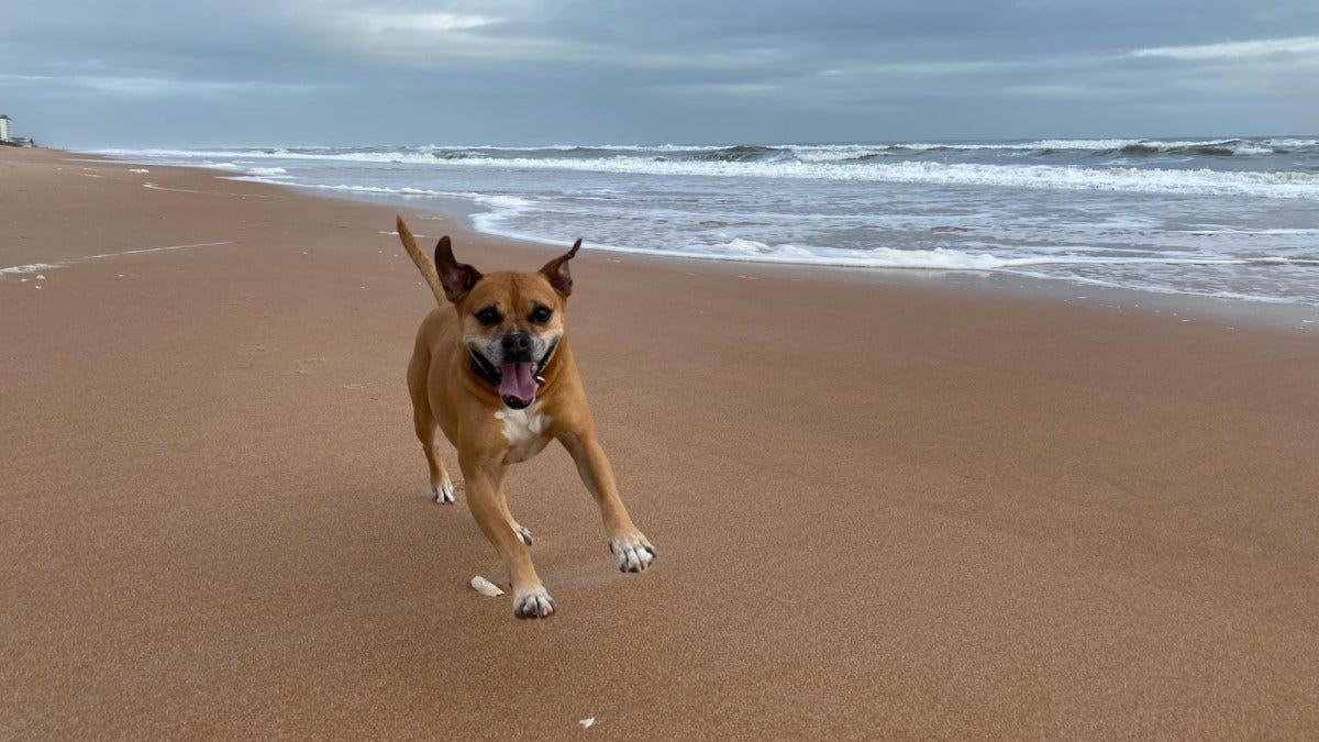 Three, no, two nights in Ormond Beach, FL–Florida in January trip –  AirstreamDog