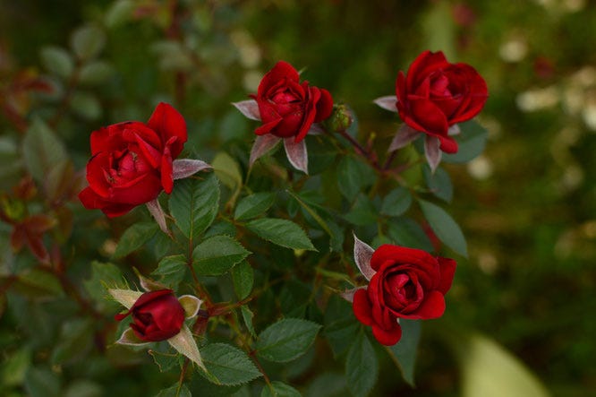 miniature rose daniela