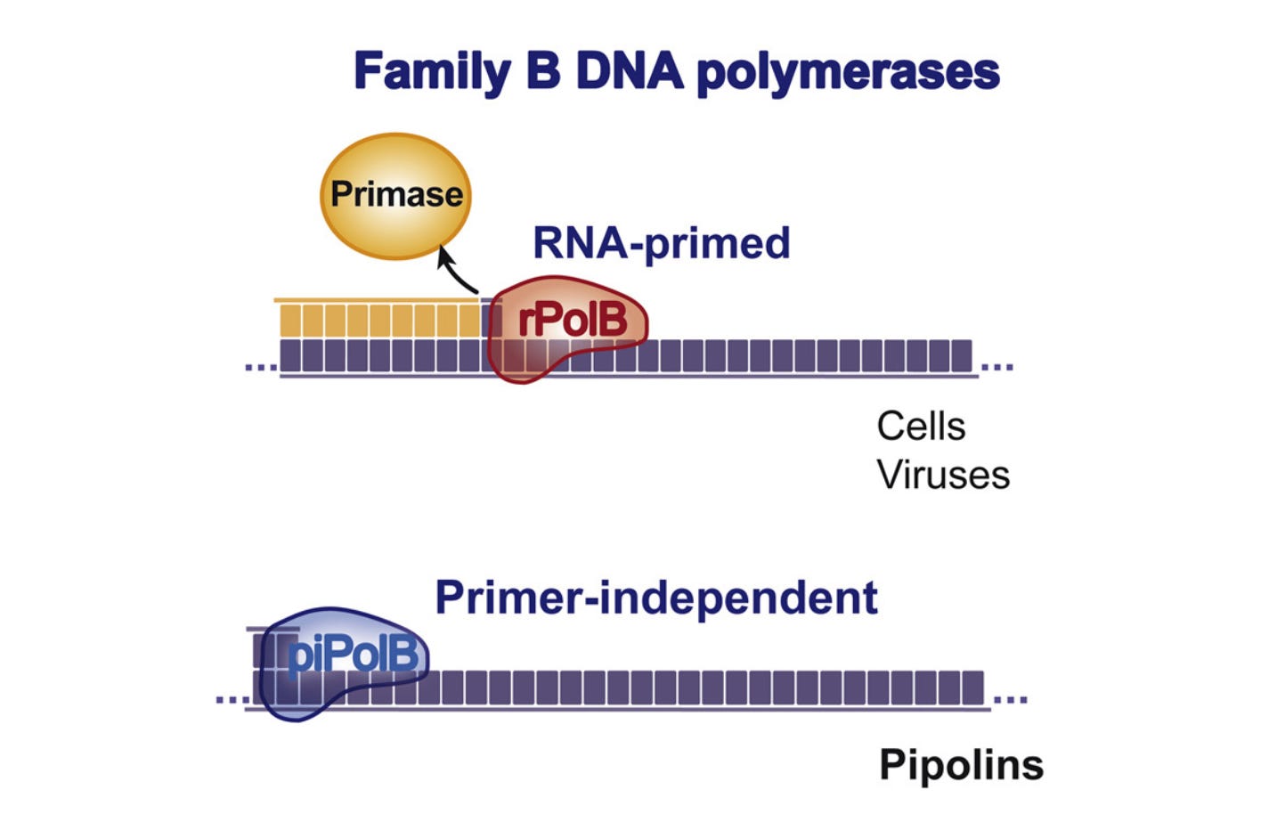 The hallmark of pipolins is their capacity to polymerize DNA de novo, without RNA or protein primers. Image adapted from Redrejo-Rodríguez et al. 2017.