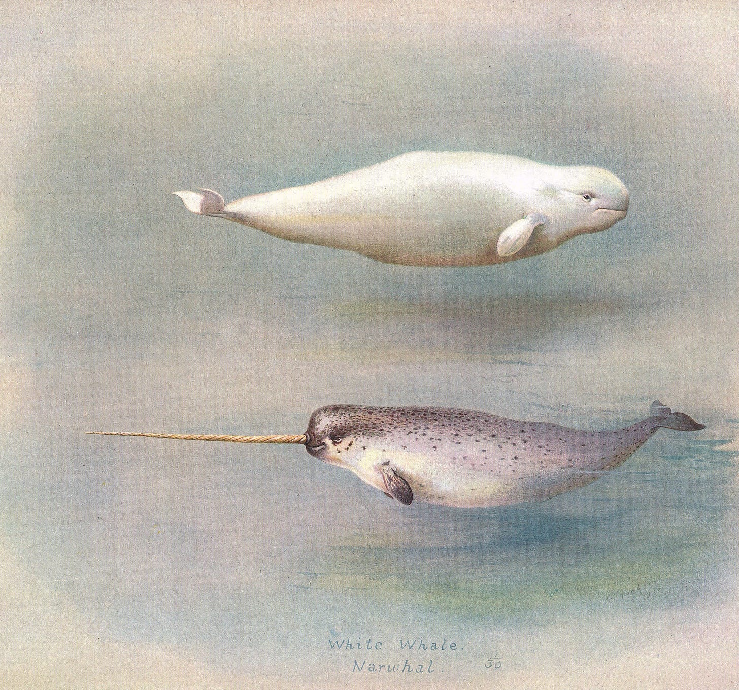 Ficheiro:White Whale Narwhal 150.JPG – Wikipédia, a ...