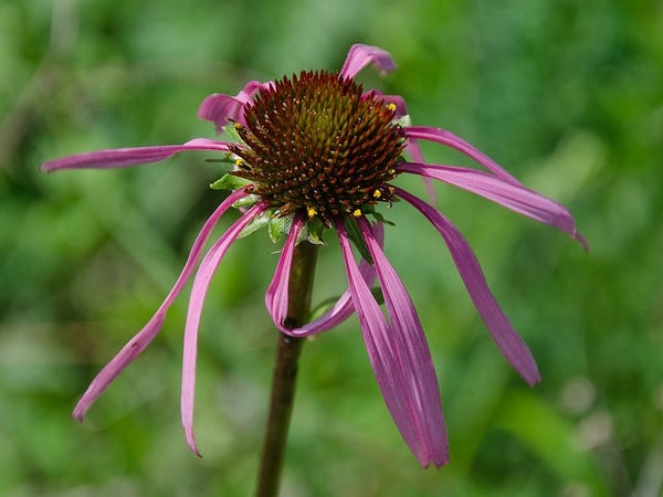 Echinacea laevigata (Smooth Purple Coneflower, Sometimes misspelled as  "Smooth Purple Cone Flower") | North Carolina Extension Gardener Plant  Toolbox