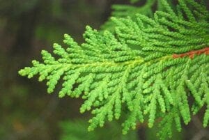 Eastern White Cedar