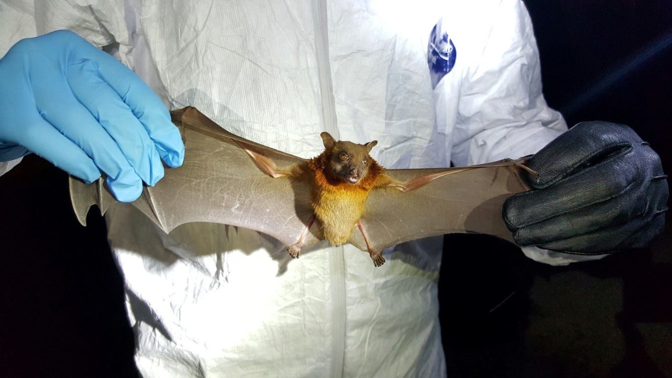 Where Did The Coronavirus Start? Virus Hunters Find Clues In Bats : Short  Wave : NPR