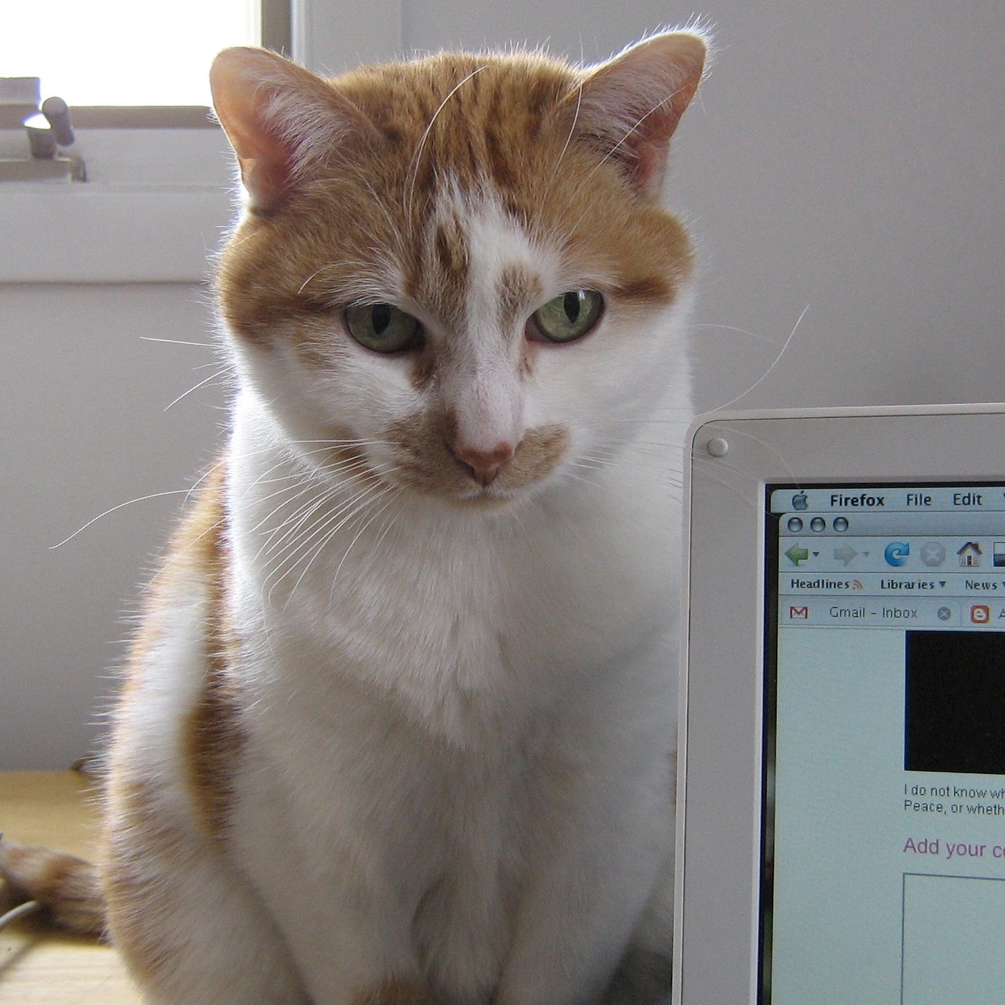 a very smug cat sitting on a desk by a 2003 iBook with a Firefox browser open with tabs for Gmail and Blogger showing