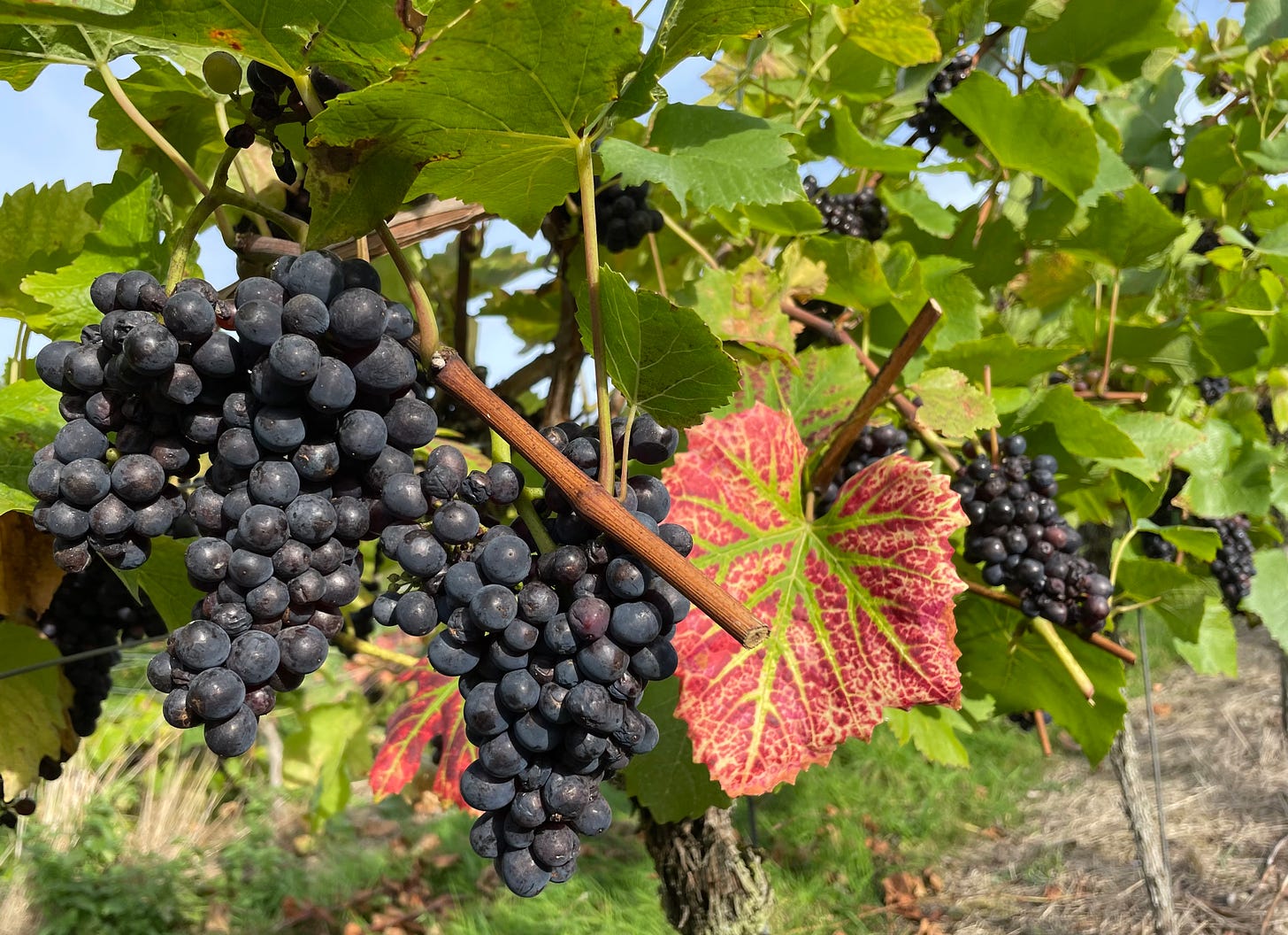 Red grapes on the vine before picking