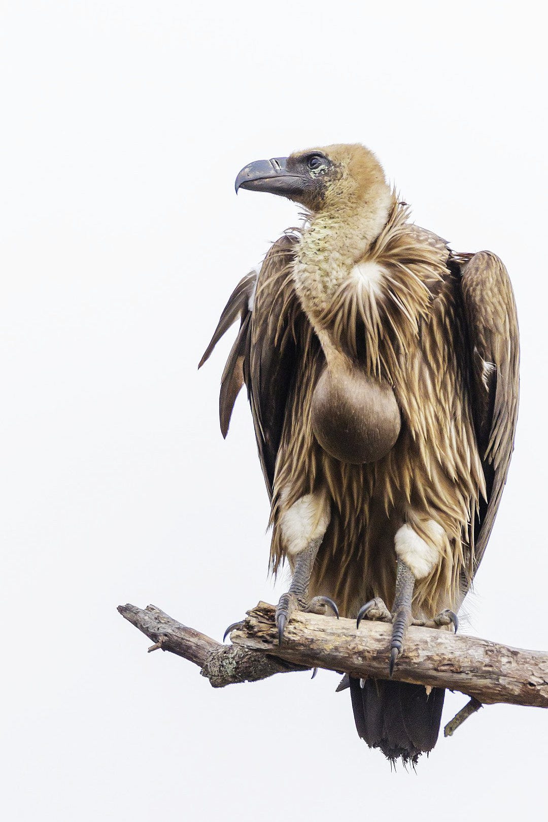 A white-backed vulture perches on a horizontal dead branch against a cloud-covered grey-white sky, head turned in profile. Its beak is huge, black, and downcurved into a wicked point; most of its head and neck are covered with short tan down like fuzzy fur. Each breast feather is individually shaded from a beige center to dark brown edges, and the dark unfeathered crop at the base of its neck is visibly distended from a recent meal. 