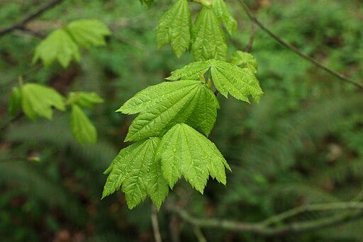 https://commons.wikimedia.org/wiki/File:Vine_Maple_(5117782795).jpg Leslie Seaton from Seattle, WA, USA, CC BY 2.0 <https://creativecommons.org/licenses/by/2.0>, via Wikimedia Commons