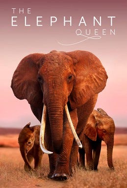 The Elephant Queen - Wikipedia