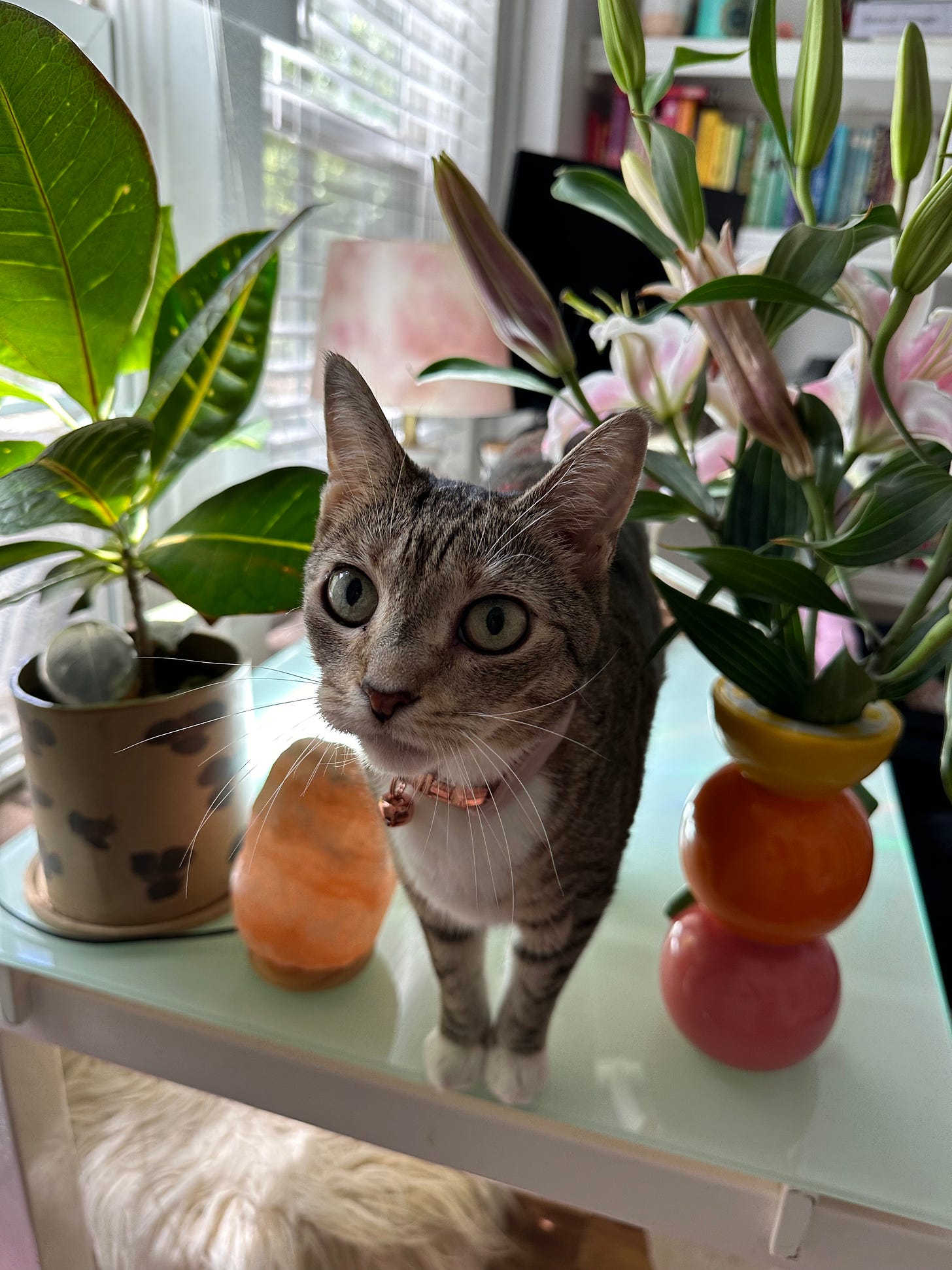 A tabby cat with wide light eyes looks at the camera between a potted plant on the left and a vase of lilies on the right.