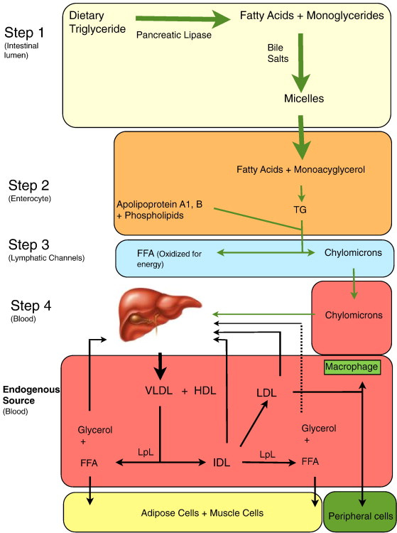 Current concepts in triglyceride metabolism, pathophysiology, and treatment - ScienceDirect Current concepts in triglyceride metabolism, pathophysiology, and treatment - ScienceDirect