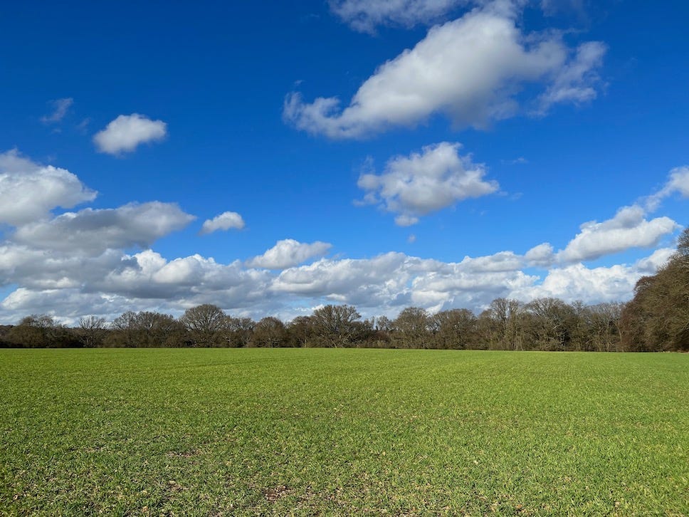 Photo by Author — the greening of the fields