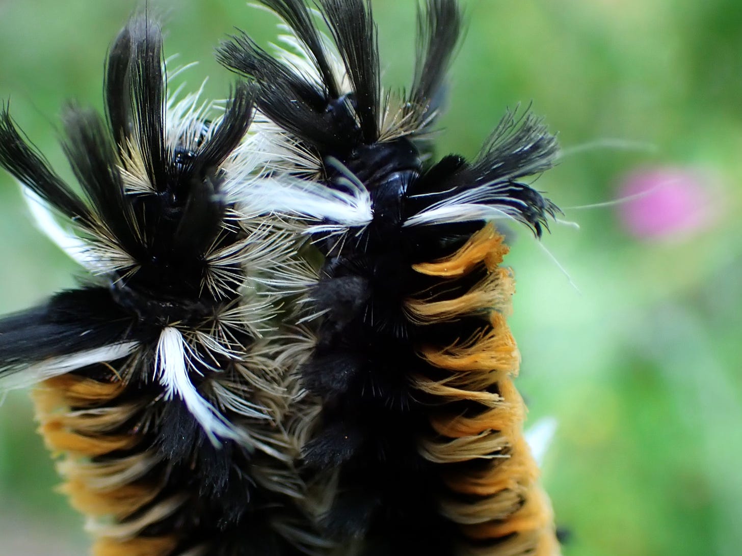 A close-up of fuzzy Milkweed Tussock (Tiger Moth) caterpillars, captured by my daughter.